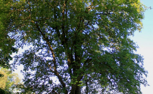 7_Žagarės šermukšnis (1).jpg